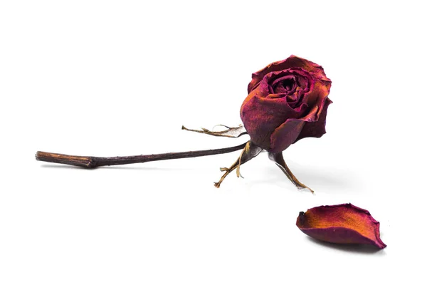 Сушеная Красная Роза Цветочный Горшок Изолированы Белом Фоне Стоковое Фото