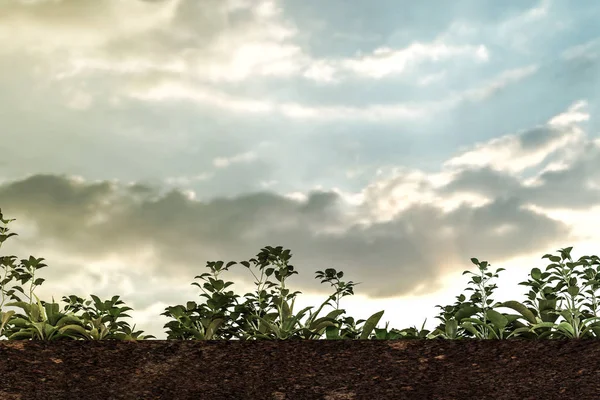 Weed Soil Section Illustration — Stock Photo, Image