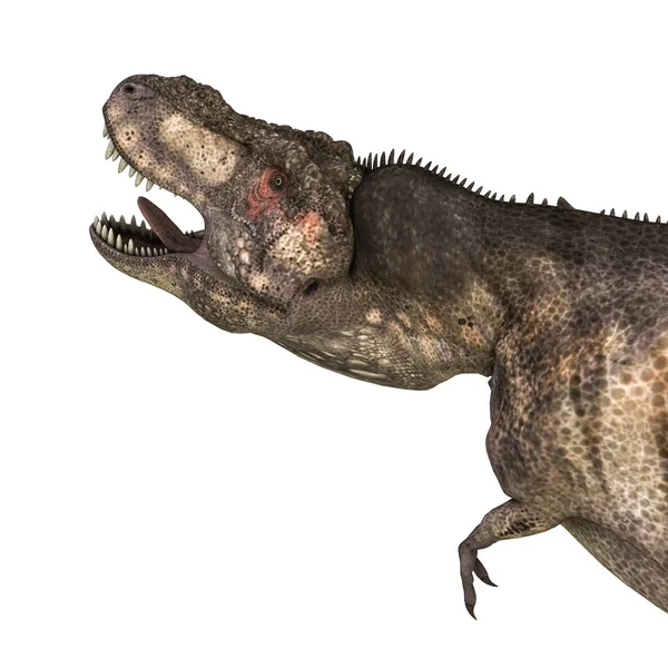 Tyrannosaurus Rex Απομονώνονται Λευκό Φόντο Εικόνα — Φωτογραφία Αρχείου