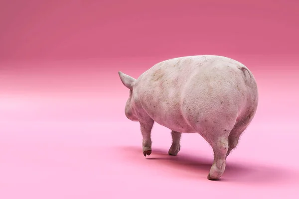 Ogromna świnia — Zdjęcie stockowe
