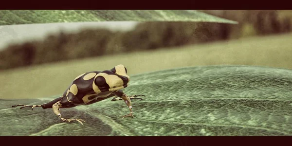 Poison Frog — Stock Photo, Image