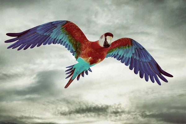 Guacamaya che vola nel cielo — Foto Stock