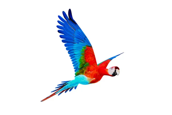 Guacamaya — Stockfoto