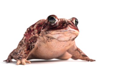 beyaz izole kurbağa 