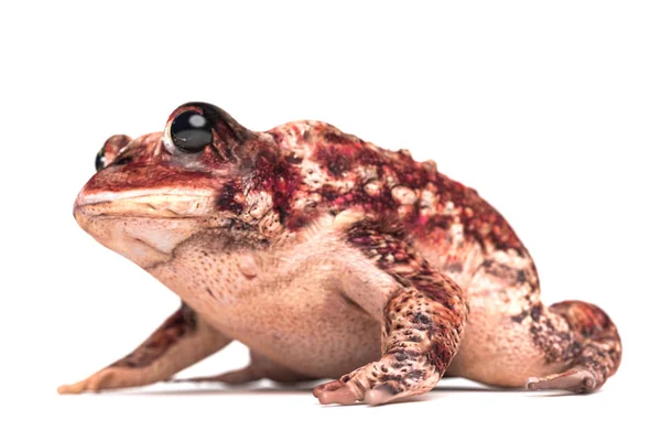 Toad geïsoleerd op wit — Stockfoto