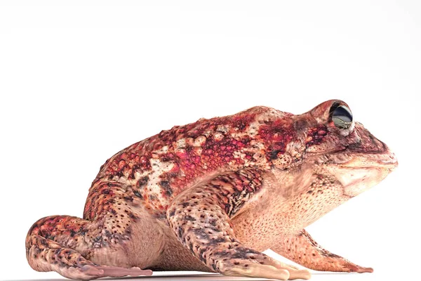 Žába izolovaných na bílém — Stock fotografie