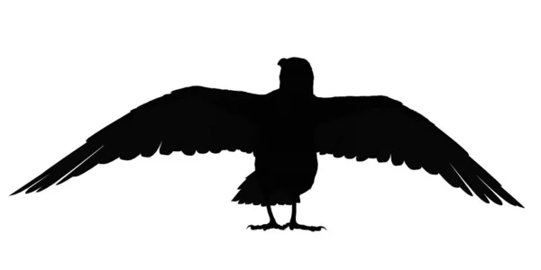 Raven silhoutte — Stock Photo, Image