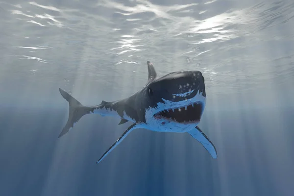 Tubarão branco — Fotografia de Stock