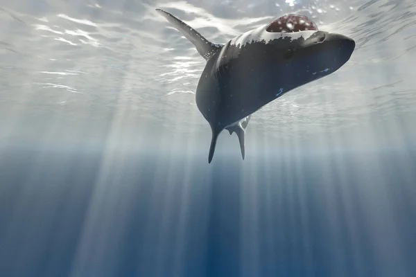 白鲨 — 图库照片