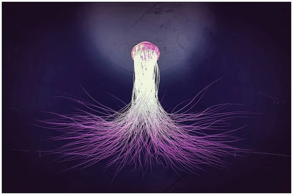Медузы — стоковое фото
