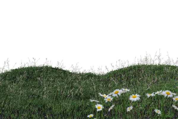 Gras isoliert auf weißem Hintergrund — Stockfoto