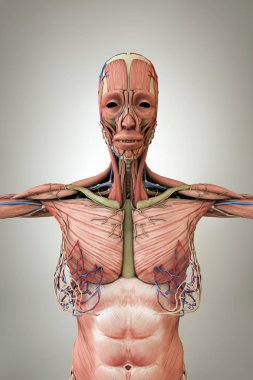 kadın anatomisi modeli