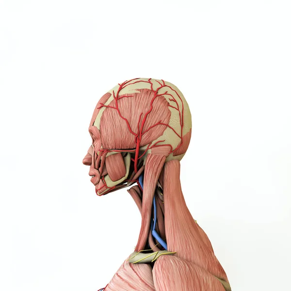 Woman anatomy model — Stock Photo, Image