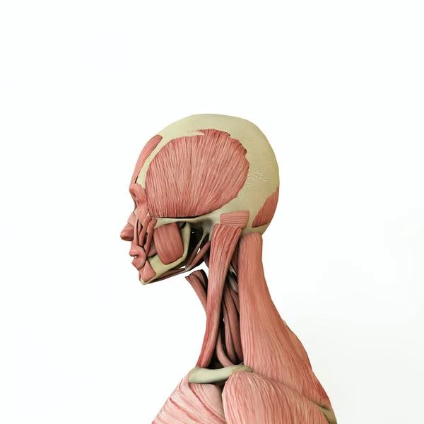 Modelo de anatomía mujer — Foto de Stock