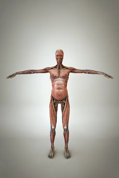 Woman anatomy model — Stock Photo, Image