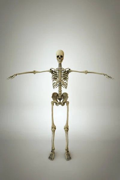 Modelo de anatomia da mulher — Fotografia de Stock