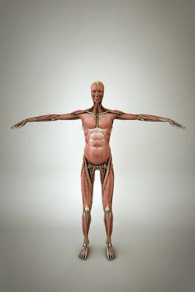 Woman anatomy model — Stock Photo, Image