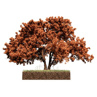 beyaz izole meşe ağacı