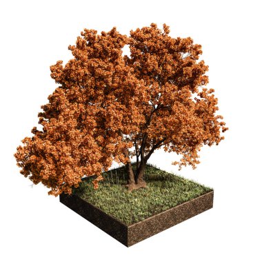 beyaz izole meşe ağacı