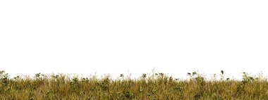 sonbahar alanı beyaz 3d illüstrasyonda izole edildi 