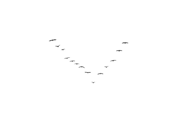 Chiave Uccelli Volo Isolata Bianco — Foto Stock