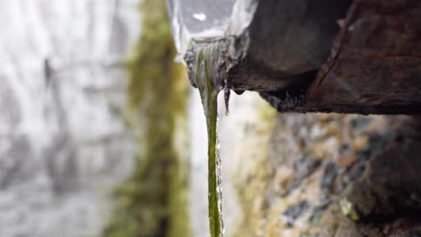 Close-up de algas cultivadas em um coletor de drenagem em um fluxo de águas residuais . — Vídeo de Stock