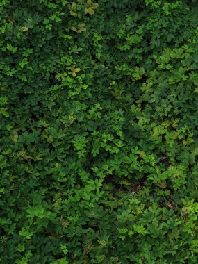 Vahşi yeşil yapraklı bitkiler doğal yaprak dokusunu oluşturuyor..