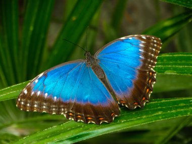 Biçim Peleides üzerindeki yeşil yaprak yeşil bitki örtüsü arka plan ile