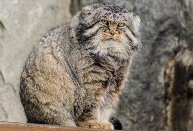 Pallas kedisi (Otocolobus manul) oturan ve sana bakmak