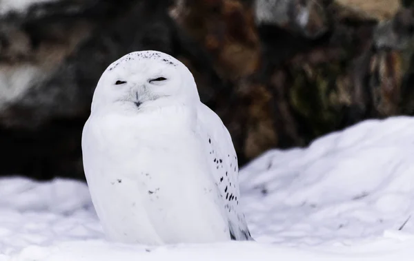 Snowy Owl Portrait Bubo Scandiacus Med Snö Bakgrund — Stockfoto