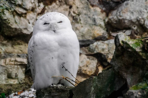 Snowy Owl Portrait Bubo Scandiacus Med Stenar Bakgrund — Stockfoto