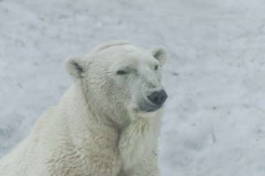 Kutup ayısı portre (Ursus maritimus)