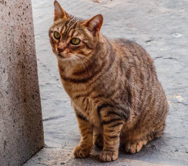 Çok caml bir duvara yakın oturan gri tekir kedi