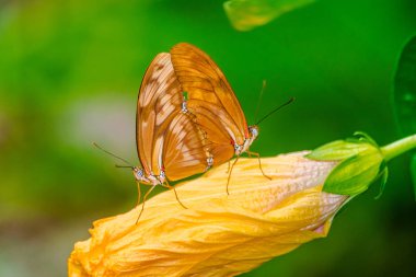 Dryas Iulia Çift sarı hibiscus çiçek yeşil bitki örtüsü arka plan ile copulating kelebek