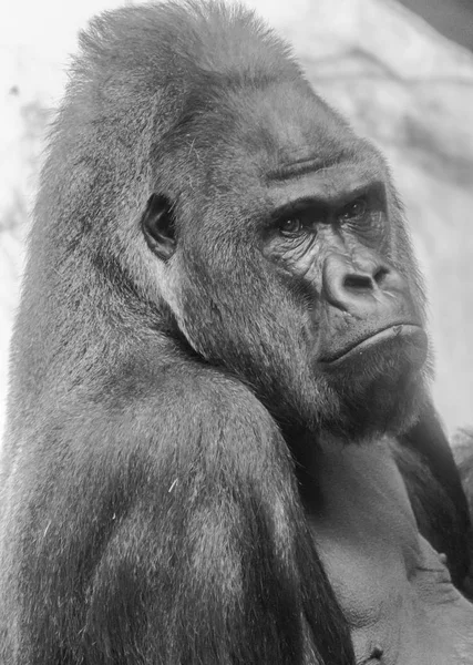 Black and white Western lowland gorilla portrait
