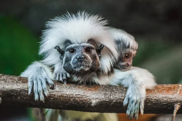 Βαμβάκι Κορυφή Tamarin Μωρό Στην Πλάτη Οιδίπους Saguinus — Φωτογραφία Αρχείου