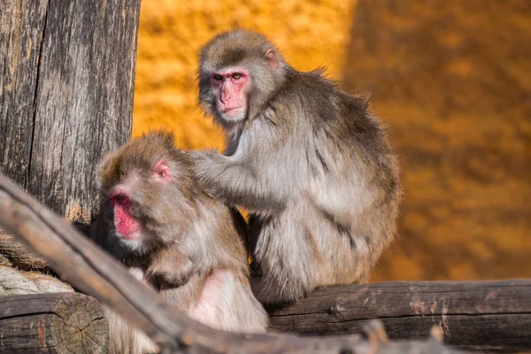 Ιαπωνική Macaque Οικογένεια Macaca Fuscata Χρόνο Ένα Κορμό Καθαρισμού — Φωτογραφία Αρχείου