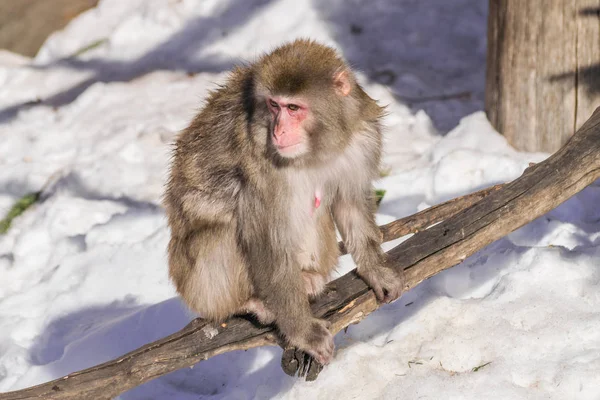 Ιαπωνική Macaque Θηλυκό Macaca Fuscata Ένα Κορμό Και Χιόνι Στο — Φωτογραφία Αρχείου