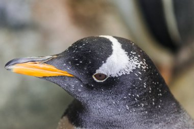 Gentoo pengueni portre (pygoscelis papua)