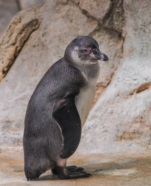 Kayalar arka plan ile izole Humboldt pengueni piliç (spheniscus humboldti)