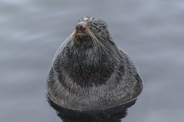  Kuzey kürk mühür (Callorhinus ursinus) deniz suyu çok rahat