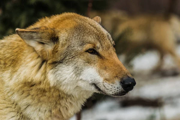 Κεφάλι Πορτρέτο Γκρι Λύκο Canis Lupus — Φωτογραφία Αρχείου
