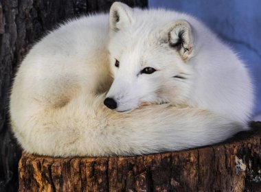 Kutup tilkisi (Vulpes lagopus), ahşap gövde üzerinde dinlenme