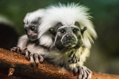cotton-top tamarin (Saguinus oedipus) with baby on the back clipart