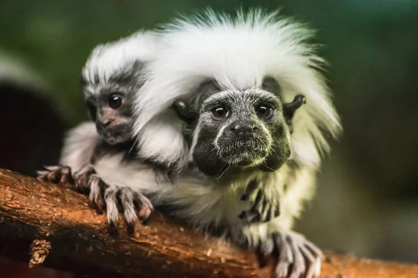 Gyapjasfejű Tamarin Saguinus Oedipus Baba Hátán — Stock Fotó