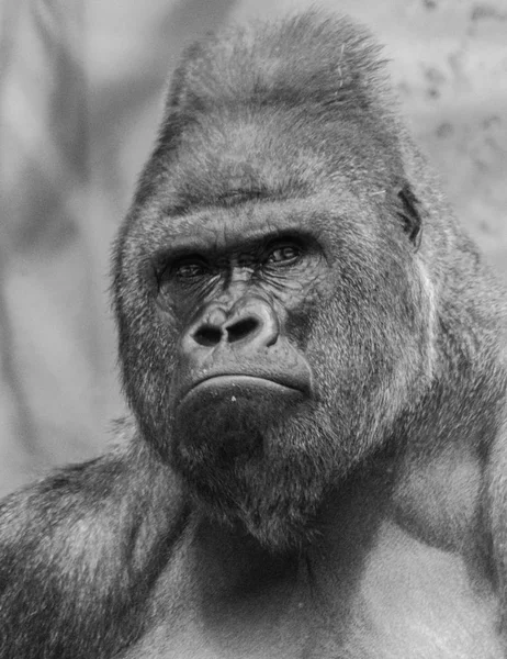 Δυτικό Πεδινές Γορίλλας Gorilla Γορίλλας Μαύρο Και Άσπρο Κεφάλι Πορτρέτο — Φωτογραφία Αρχείου