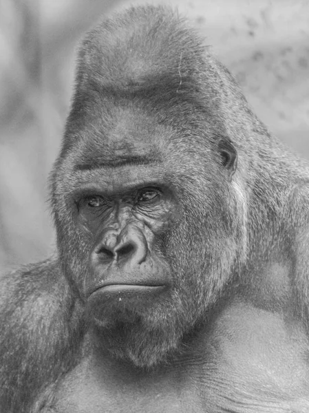 Western lowland gorilla (Gorilla gorilla) black and white head portrait