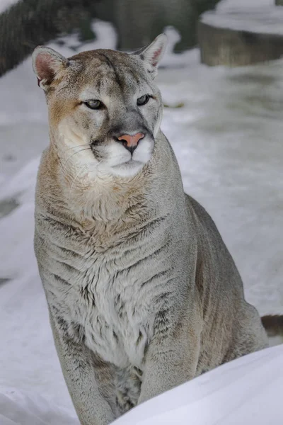 Γυναίκα Αρπακτικό Πορτρέτο Puma Concolor Φόντο Λευκό Χιόνι — Φωτογραφία Αρχείου