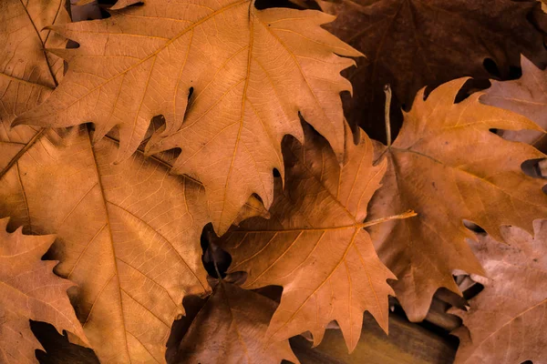 Suchych Liści Jesienią Powierzchni Drewnianych — Zdjęcie stockowe