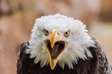 Açık Gaga ile bakıyorsun kel kartal (Haliaeetus leucocephalus) baş portre